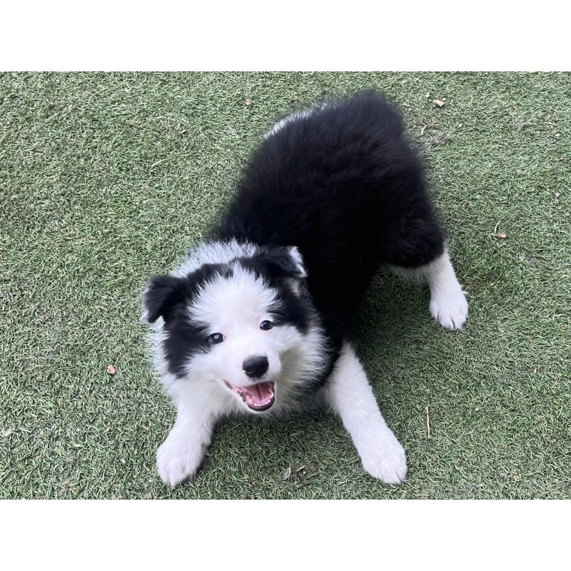 販売中の福岡県のボーダーコリー-429236の7枚目