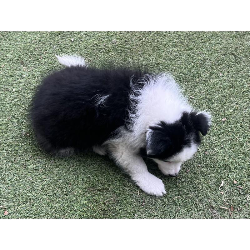 販売中の福岡県のボーダーコリー-429236の6枚目