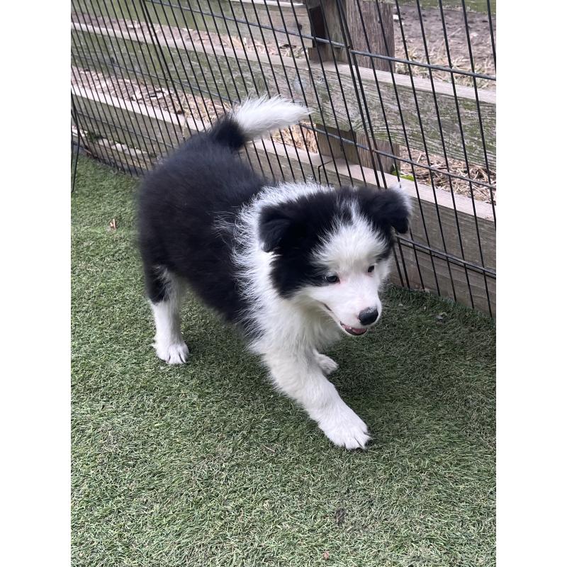 販売中の福岡県のボーダーコリー-429236の5枚目