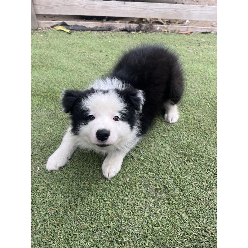 販売中の福岡県のボーダーコリー-429236の4枚目