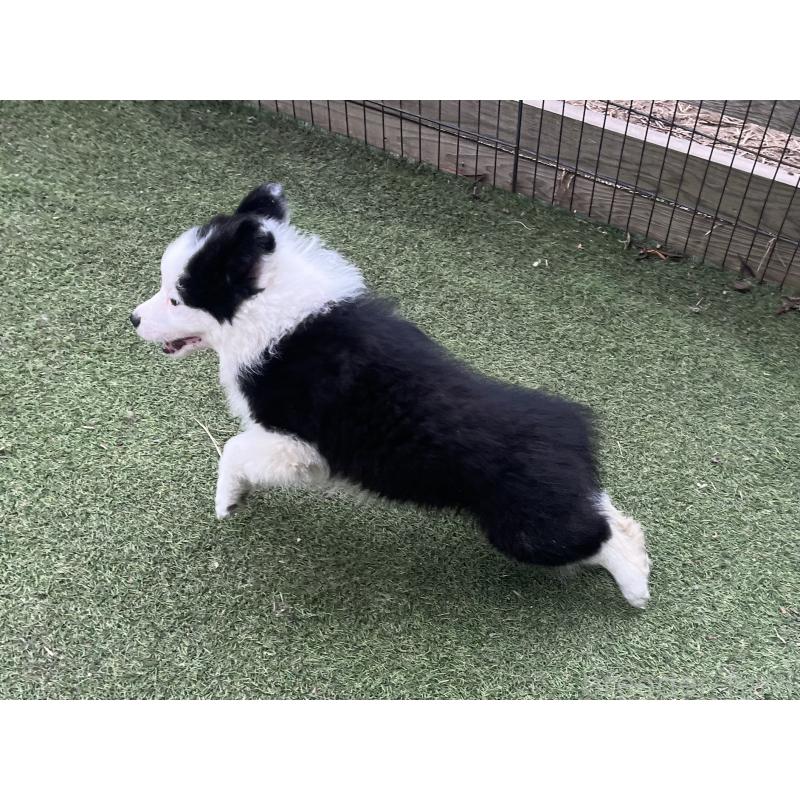 販売中の福岡県のボーダーコリー-429236の3枚目