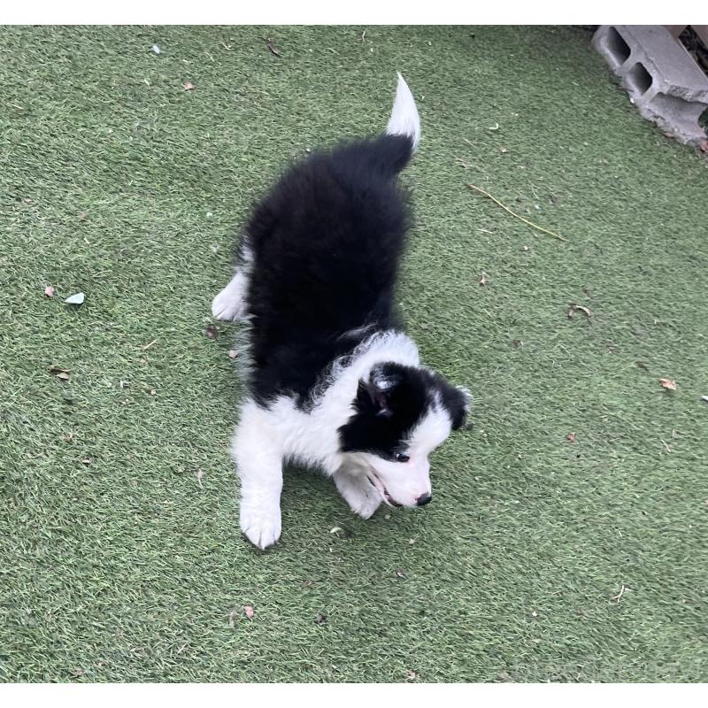 販売中の福岡県のボーダーコリー-429236の2枚目