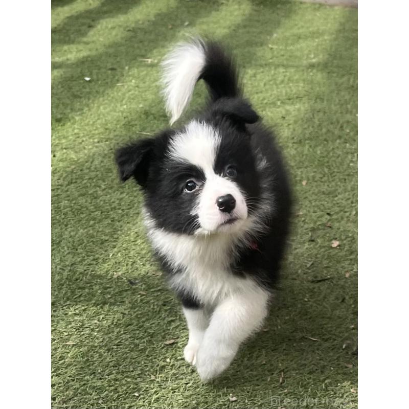 販売中の福岡県のボーダーコリー-429240の8枚目