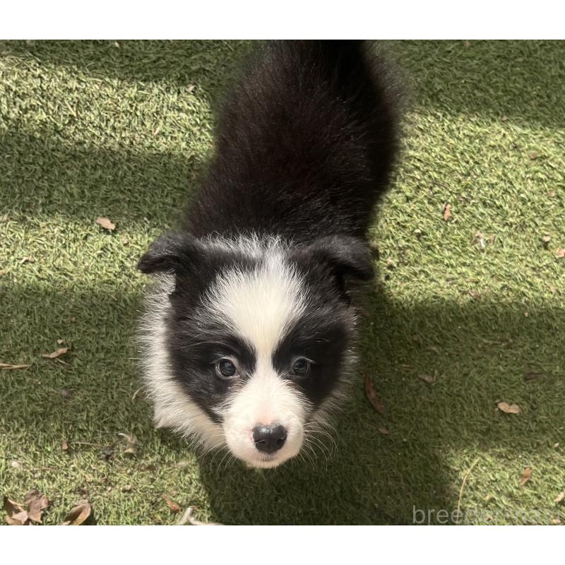 販売中の福岡県のボーダーコリー-429240の7枚目