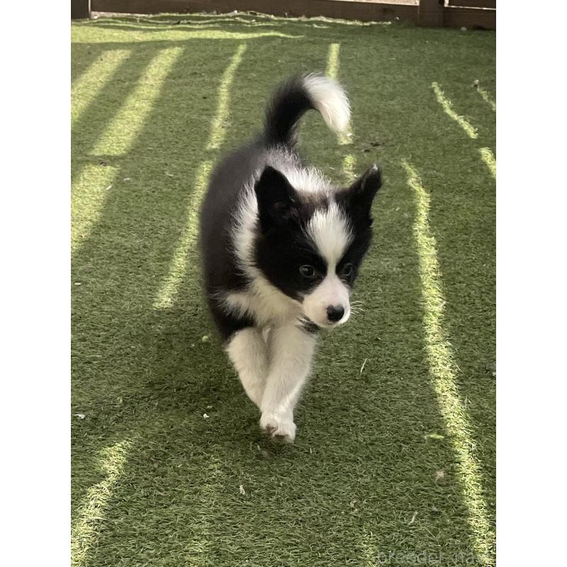 販売中の福岡県のボーダーコリー-429240の6枚目