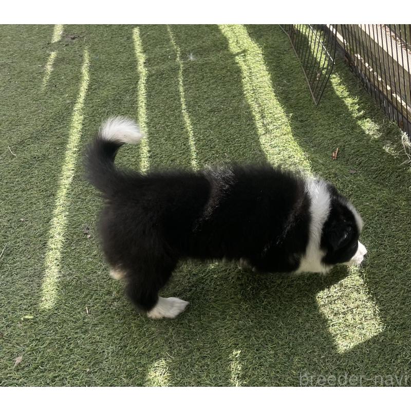 販売中の福岡県のボーダーコリー-429240の5枚目