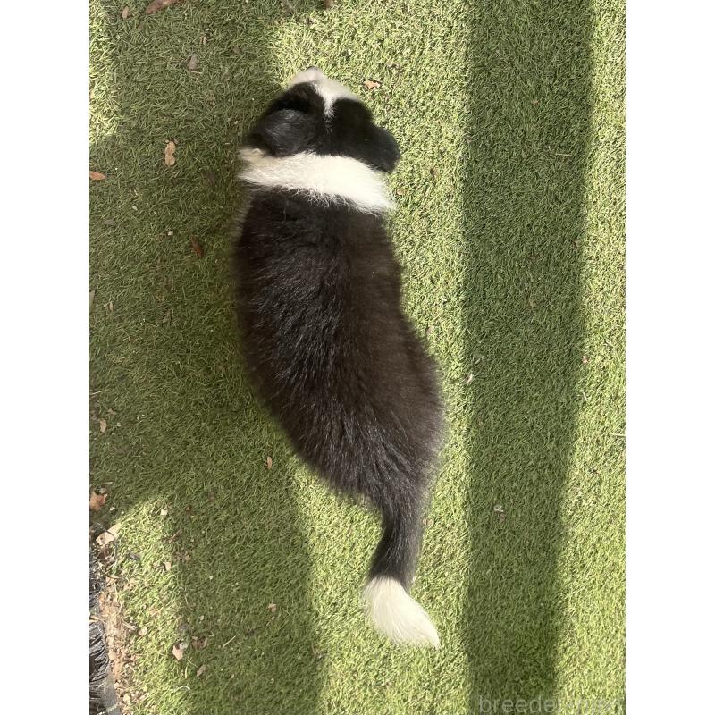 販売中の福岡県のボーダーコリー-429240の4枚目