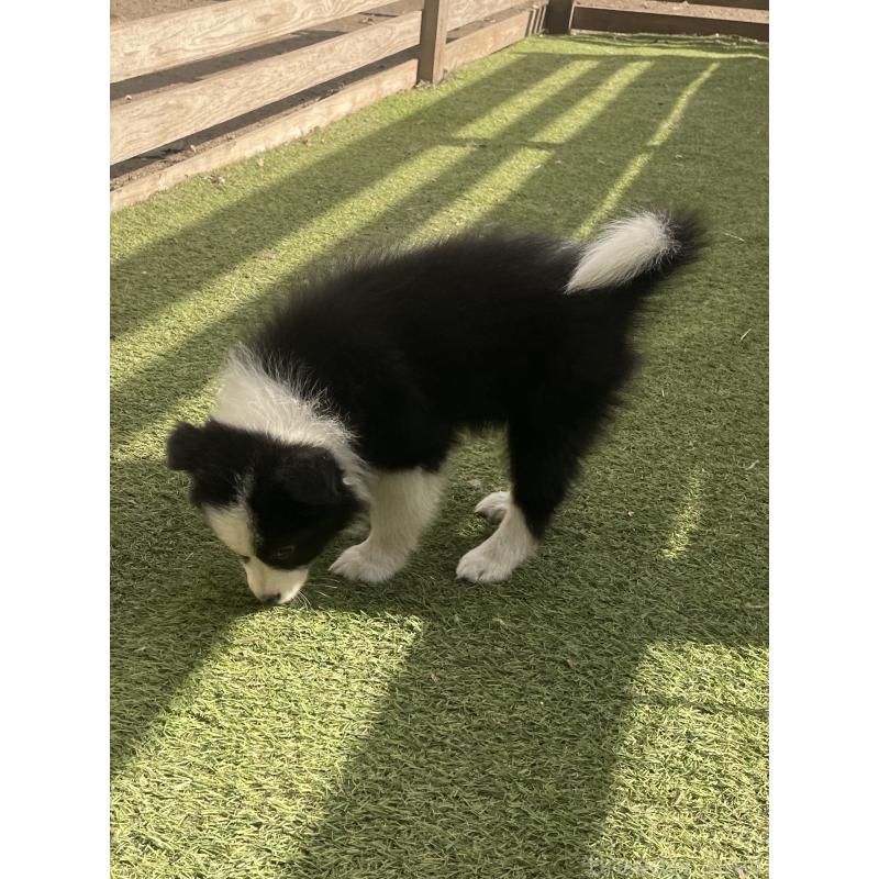 販売中の福岡県のボーダーコリー-429240の3枚目