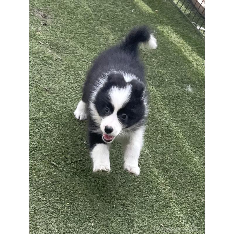 販売中の福岡県のボーダーコリー-429240の2枚目