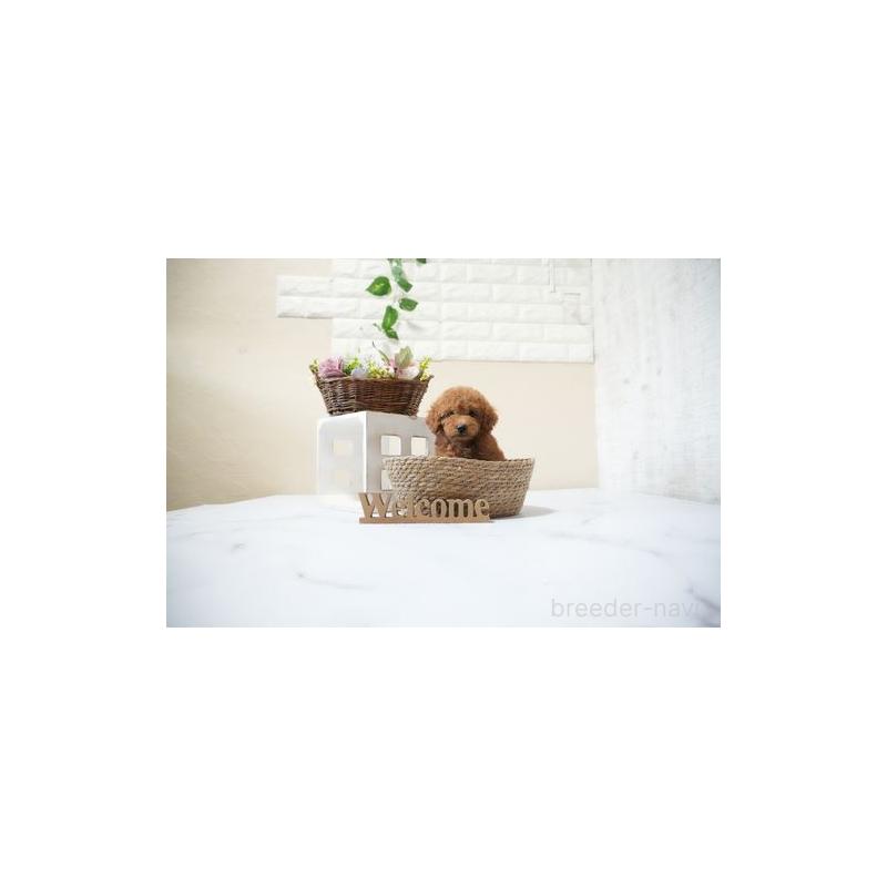 販売中の滋賀県のトイプードル-429239の4枚目