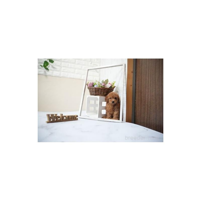 販売中の滋賀県のトイプードル-429239の2枚目