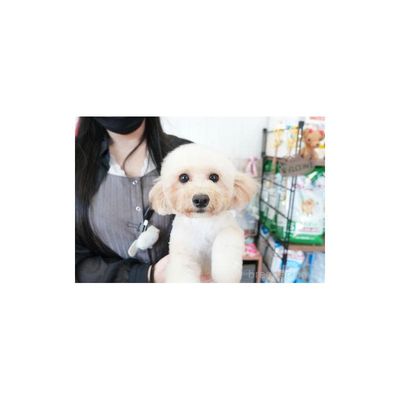 サルサちゃん1枚目