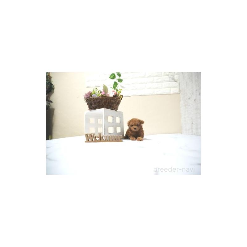 販売中の滋賀県のタイニープードル-429242の4枚目