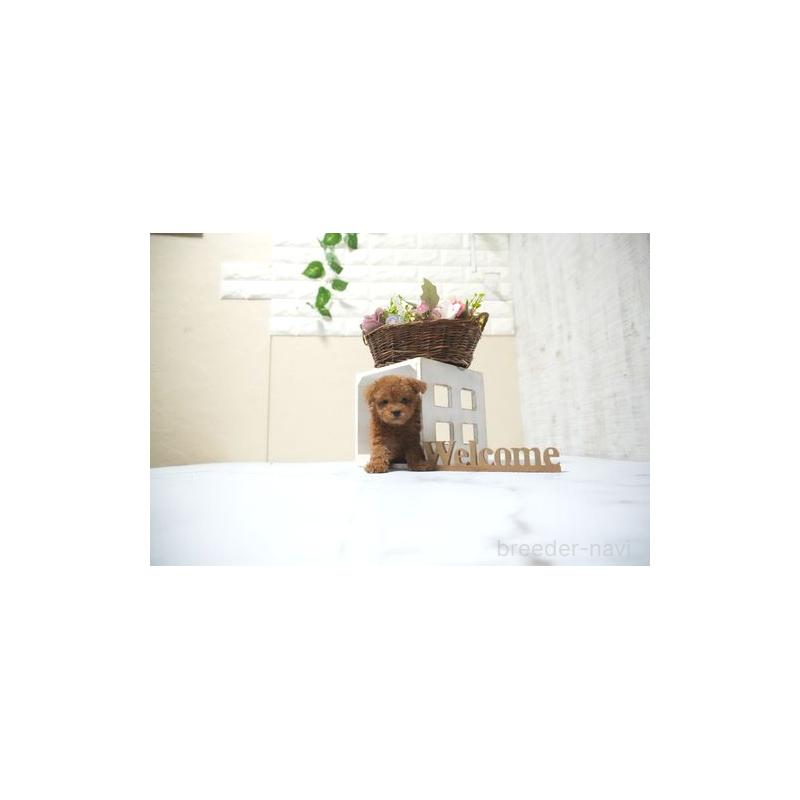 販売中の滋賀県のタイニープードル-429242の3枚目