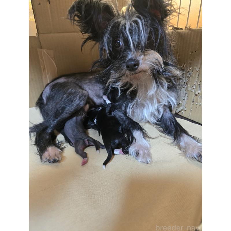 販売中の愛知県のチャイニーズクレステッドドッグ-429243