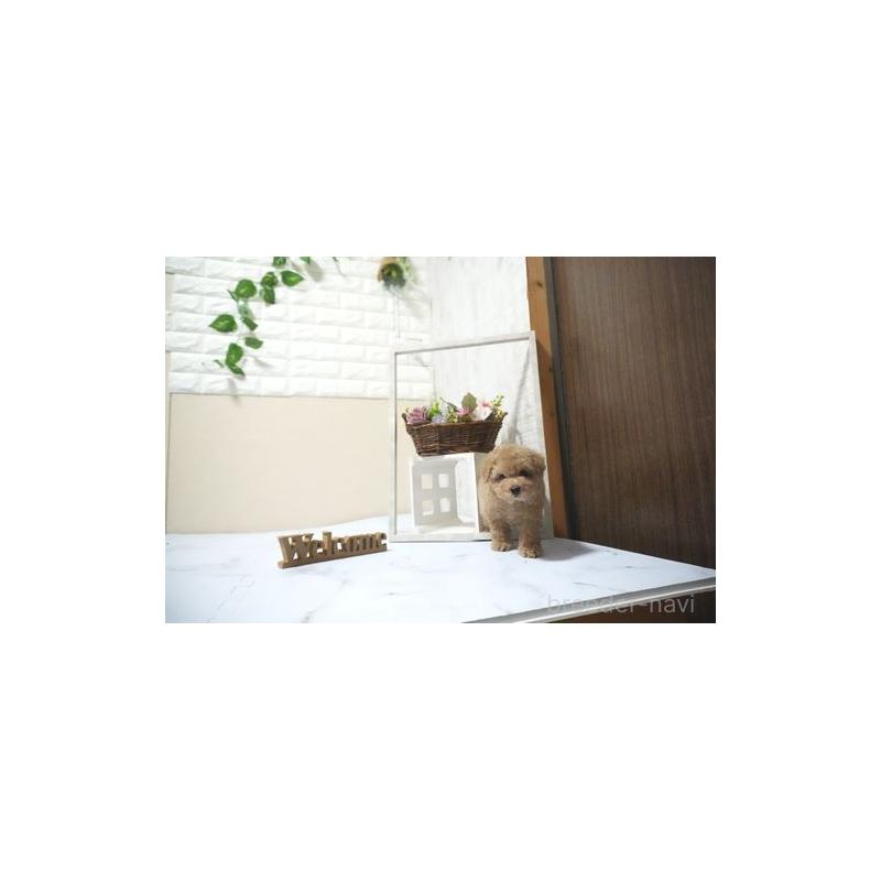 販売中の滋賀県のタイニープードル-429244の5枚目