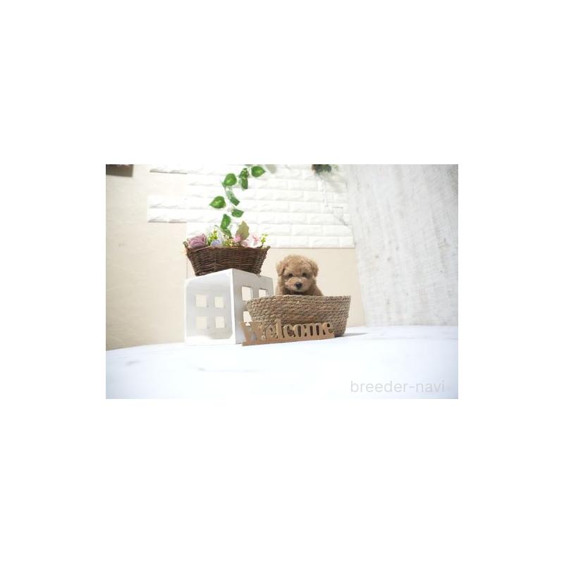 販売中の滋賀県のタイニープードル-429244の4枚目