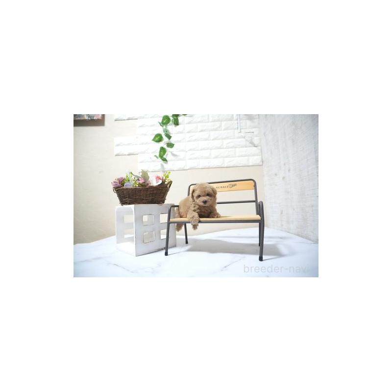 販売中の滋賀県のタイニープードル-429244の2枚目