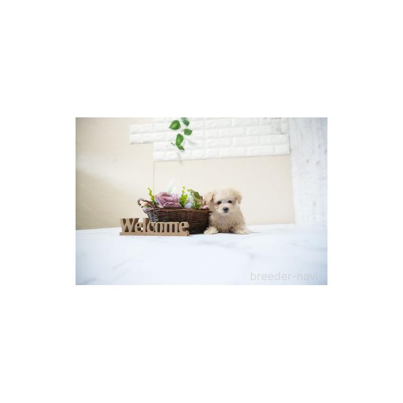 販売中の滋賀県のタイニープードル-429247の5枚目