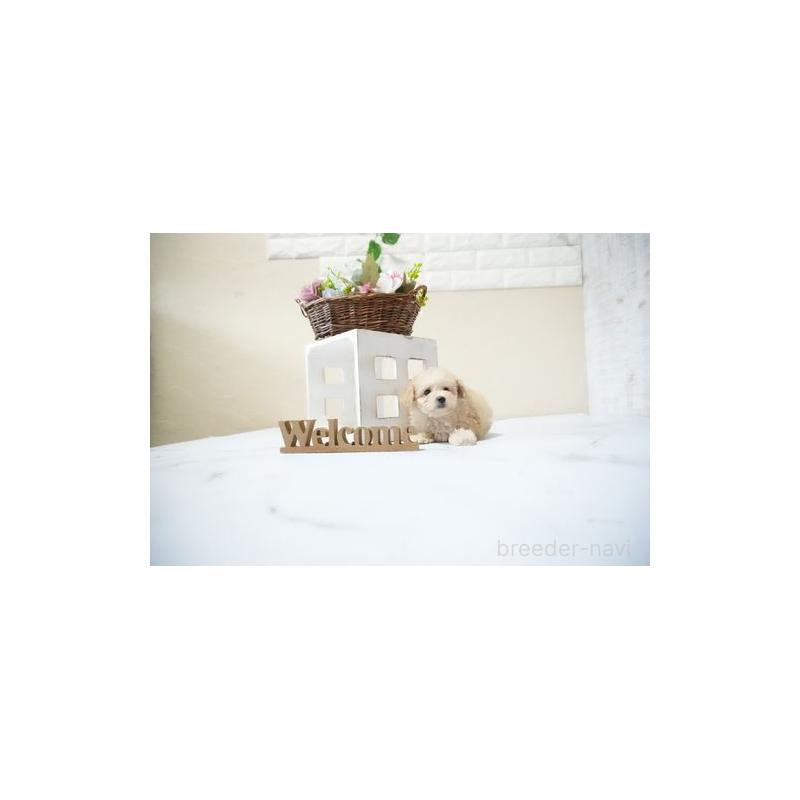 販売中の滋賀県のタイニープードル-429247の4枚目