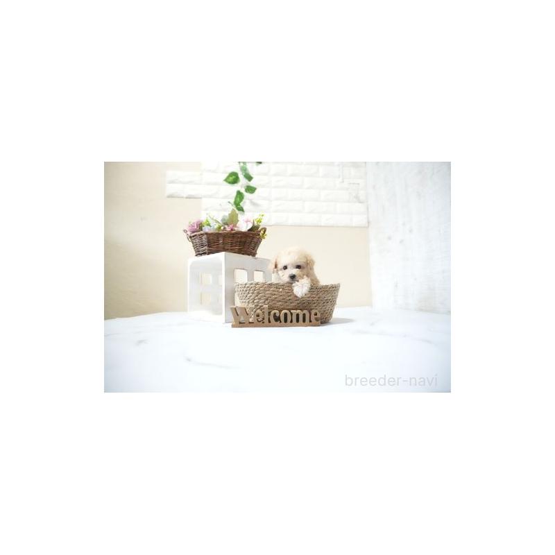 販売中の滋賀県のタイニープードル-429247の3枚目