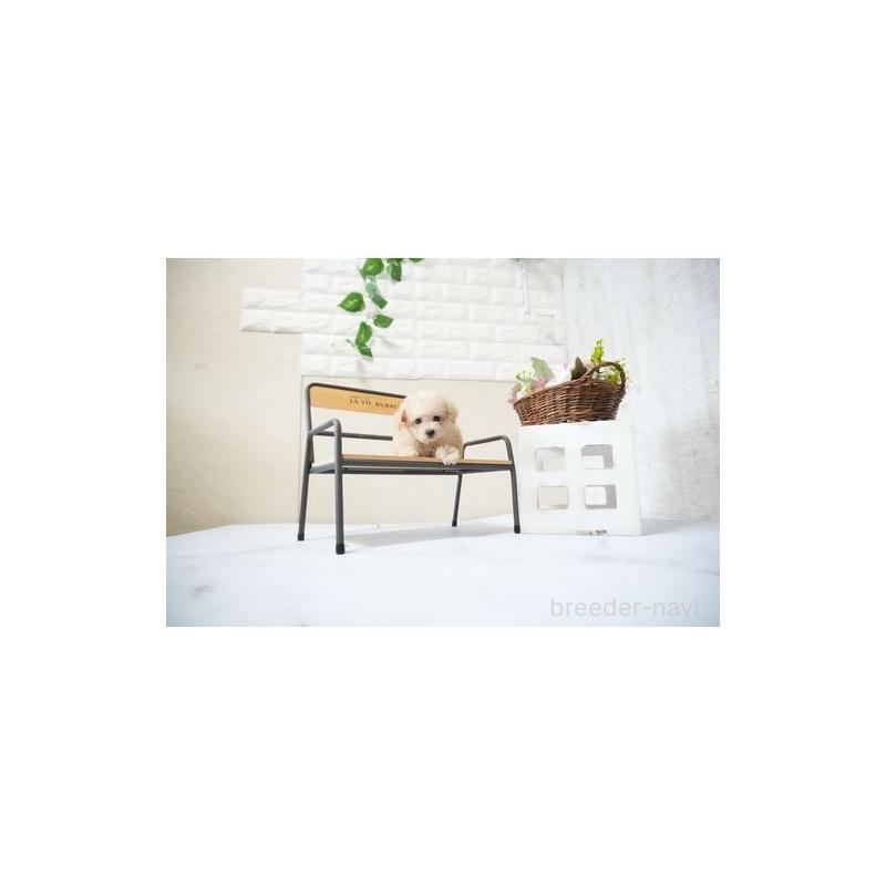 販売中の滋賀県のタイニープードル-429247の2枚目