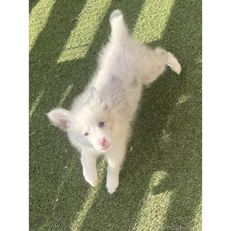 成約済の福岡県のボーダーコリー-426129の5枚目