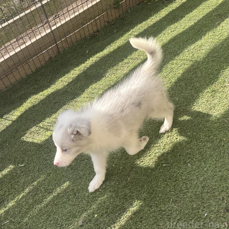 成約済の福岡県のボーダーコリー-426129の4枚目