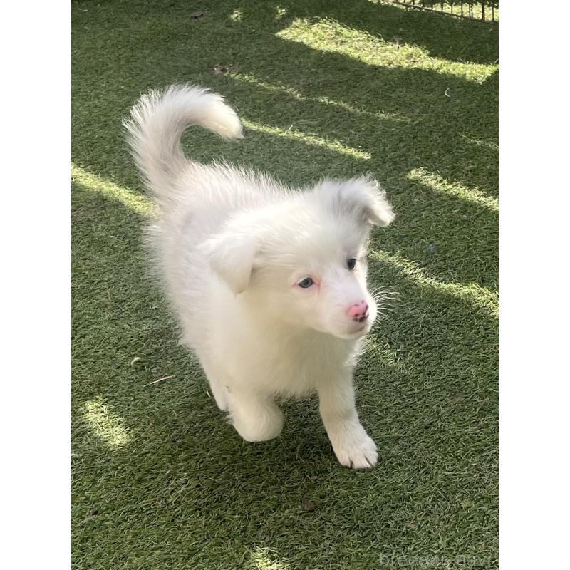 成約済の福岡県のボーダーコリー-426129の3枚目