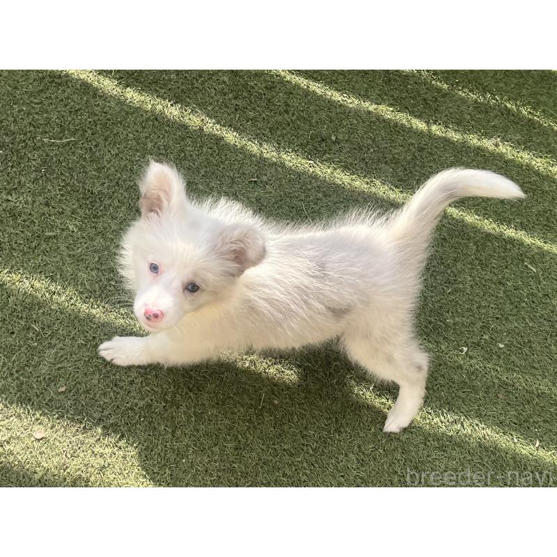 成約済の福岡県のボーダーコリー-426129の2枚目