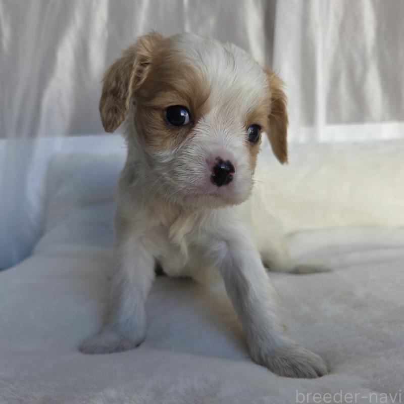 販売中の神奈川県のミックス犬-429253の10枚目