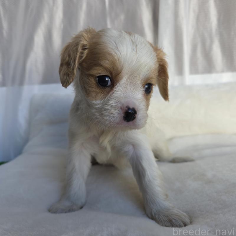 販売中の神奈川県のミックス犬-429253の1枚目