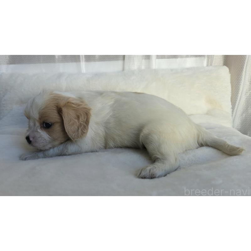 販売中の神奈川県のミックス犬-429253の9枚目