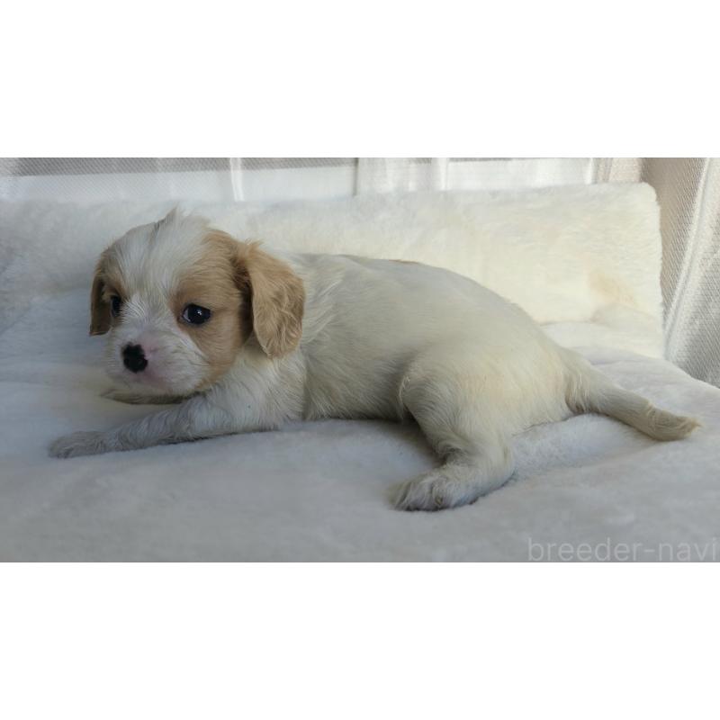 販売中の神奈川県のミックス犬-429253の8枚目