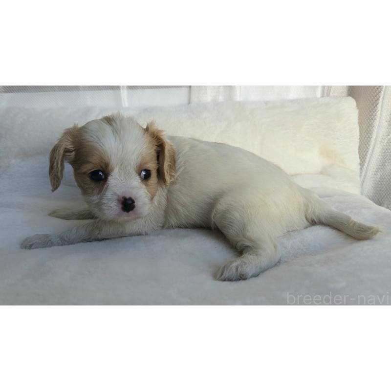 販売中の神奈川県のミックス犬-429253の7枚目