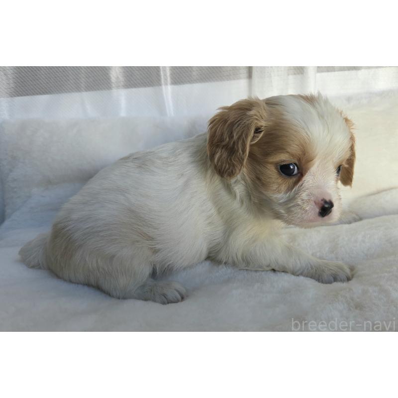 販売中の神奈川県のミックス犬-429253の6枚目