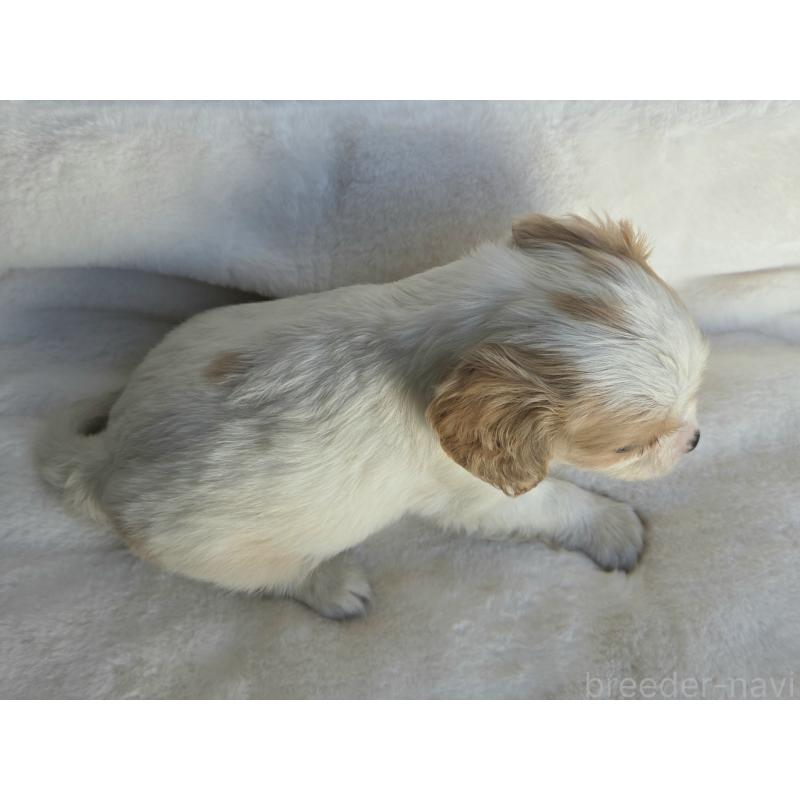 販売中の神奈川県のミックス犬-429253の5枚目