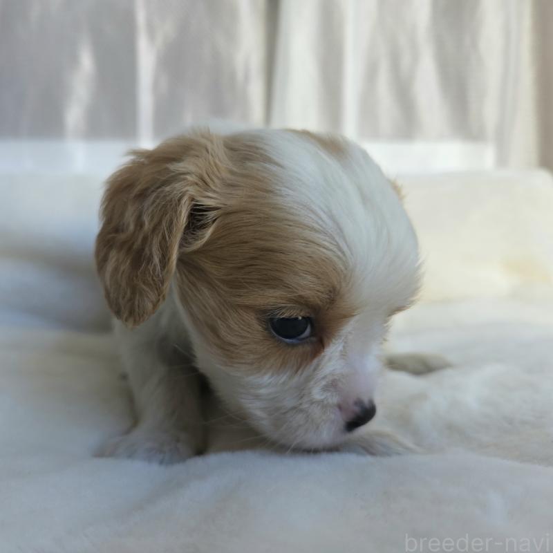 販売中の神奈川県のミックス犬-429253の4枚目