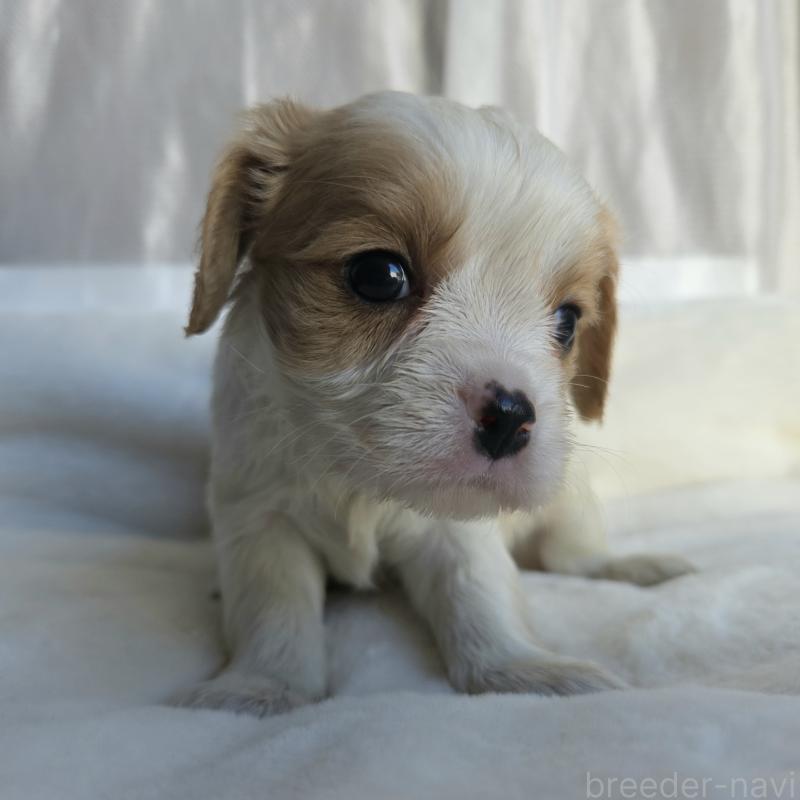 販売中の神奈川県のミックス犬-429253の3枚目