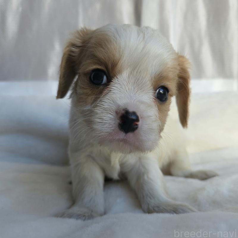 販売中の神奈川県のミックス犬-429253の2枚目