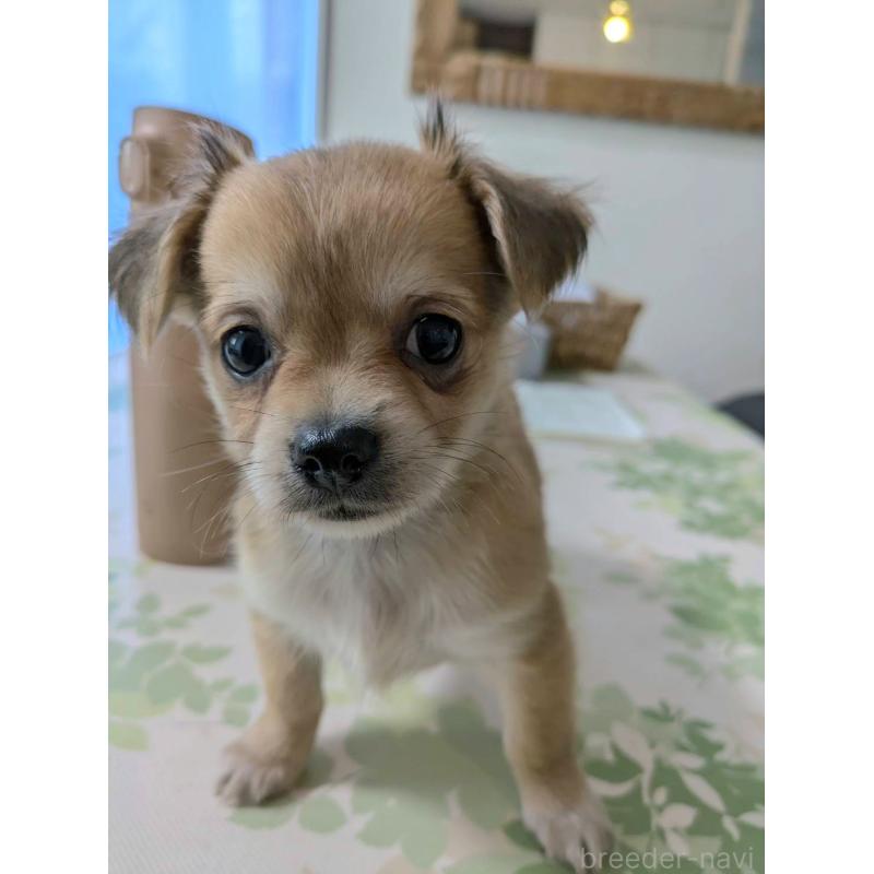 販売中の神奈川県のチワックス:チワワ×ミニチュアダックスフンド-422577