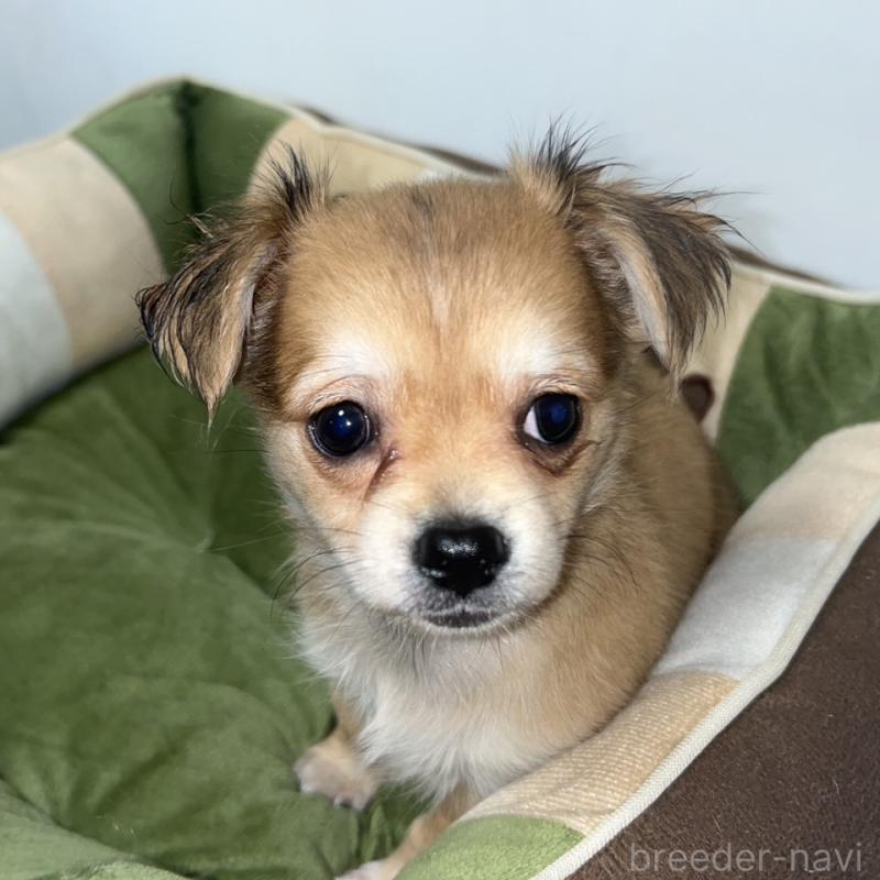 成約済の神奈川県のチワックス:チワワ×ミニチュアダックスフンド-422577の2枚目