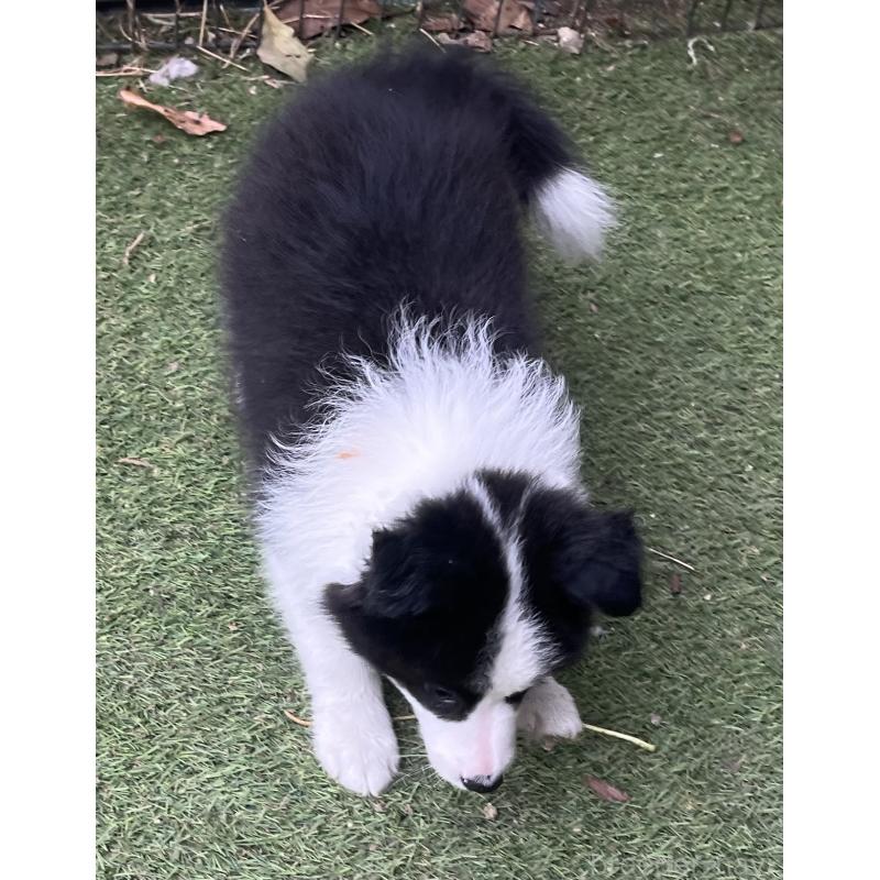 販売中の福岡県のボーダーコリー-429254の3枚目