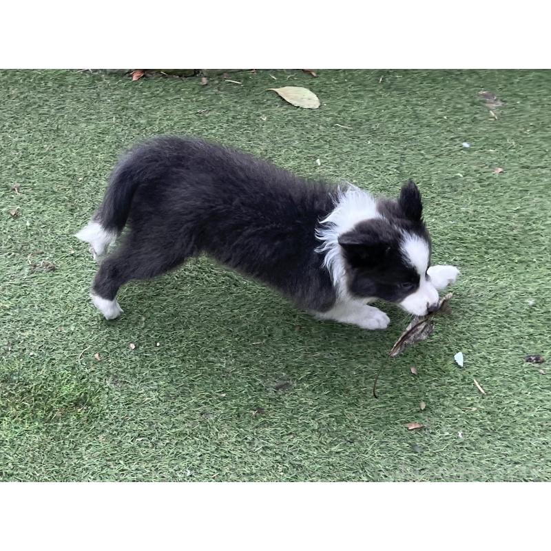 販売中の福岡県のボーダーコリー-429256の8枚目