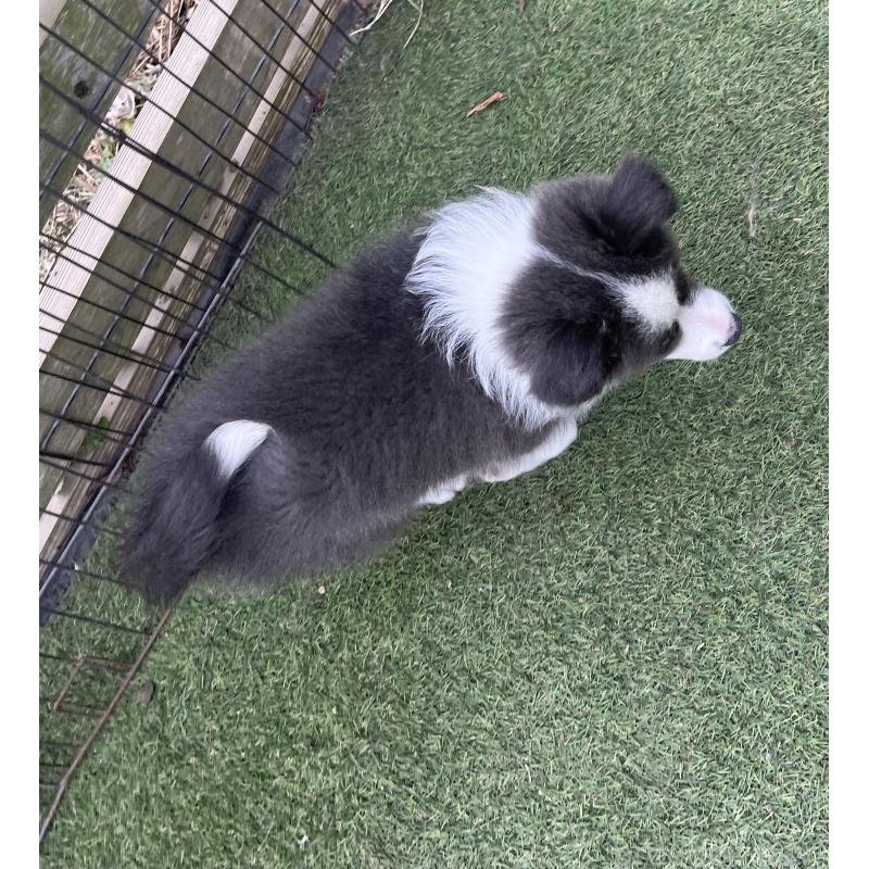 販売中の福岡県のボーダーコリー-429256の7枚目