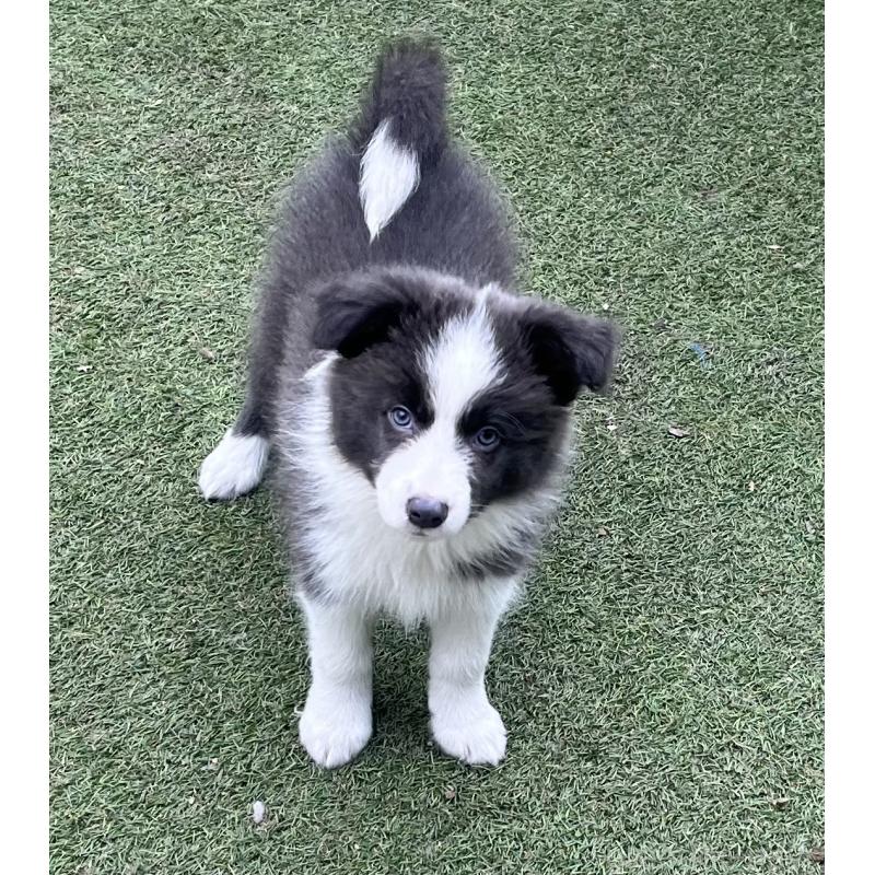 販売中の福岡県のボーダーコリー-429256の6枚目