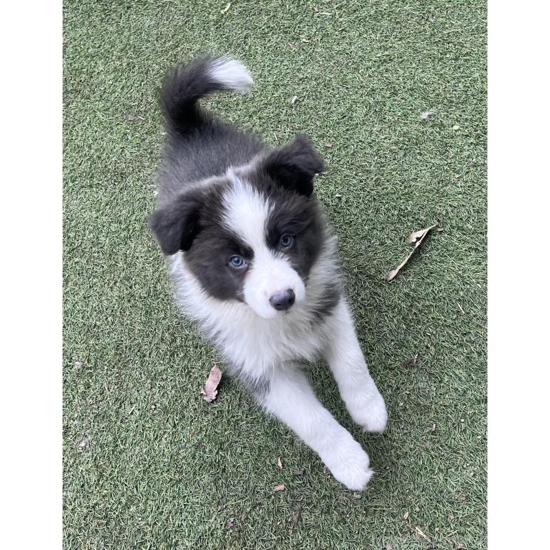 販売中の福岡県のボーダーコリー-429256の5枚目