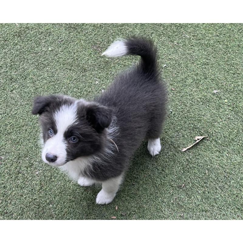 販売中の福岡県のボーダーコリー-429256の4枚目