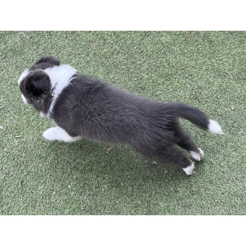 販売中の福岡県のボーダーコリー-429256の3枚目