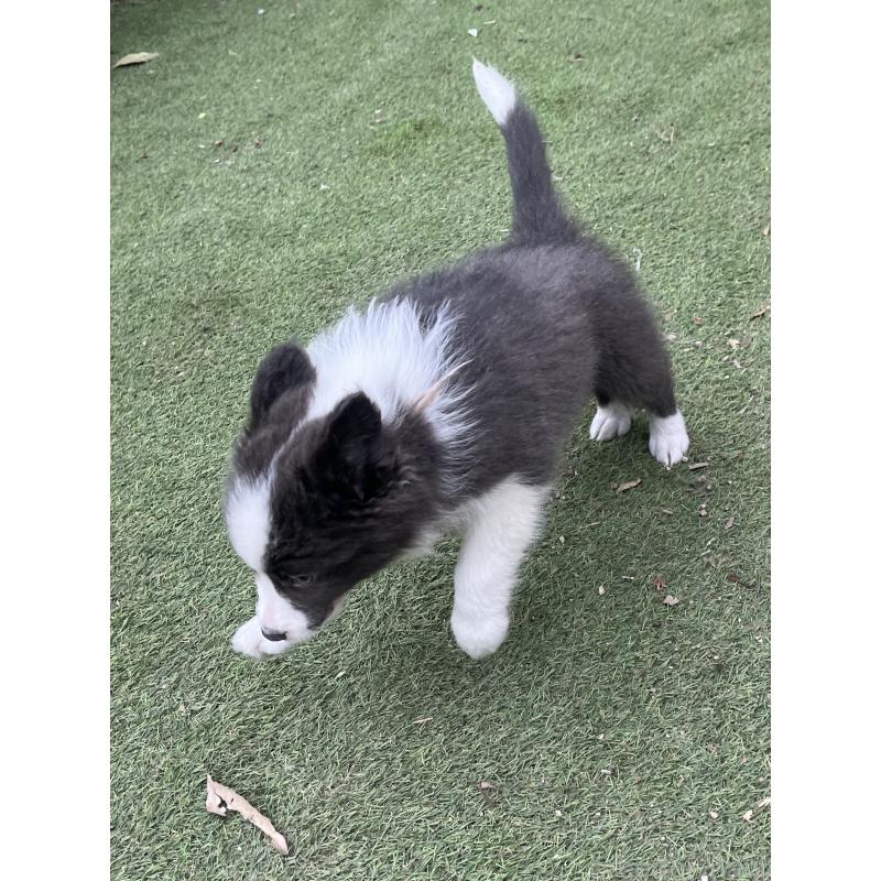 販売中の福岡県のボーダーコリー-429256の2枚目